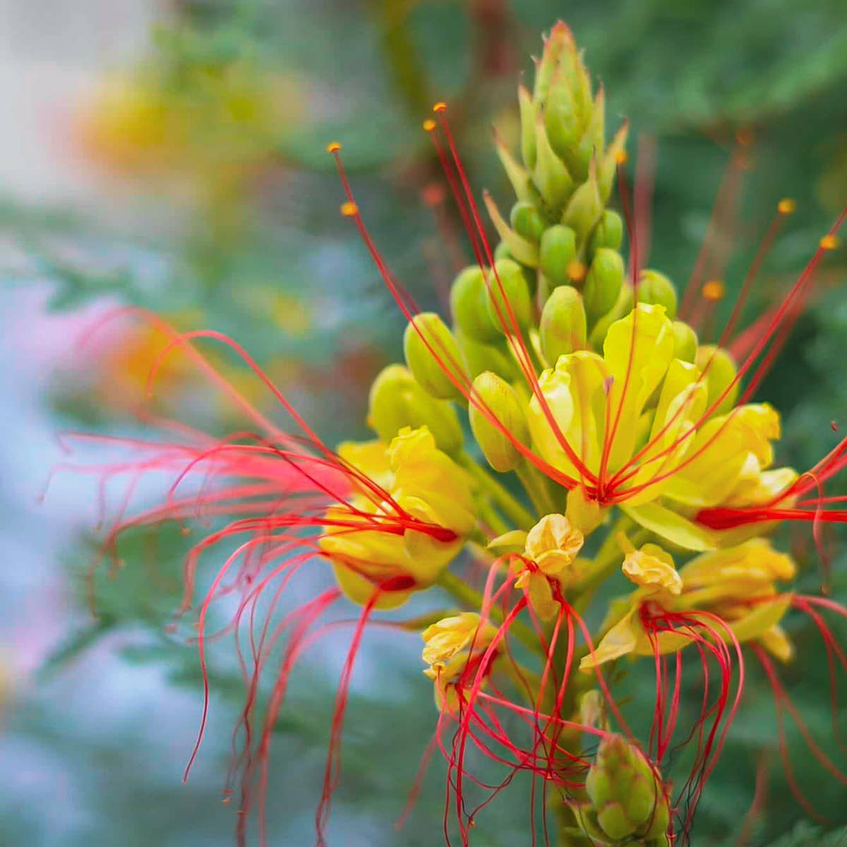 BIRD OF PARADISE / Vibrational Essence for FlourishingBeauty - Image 2