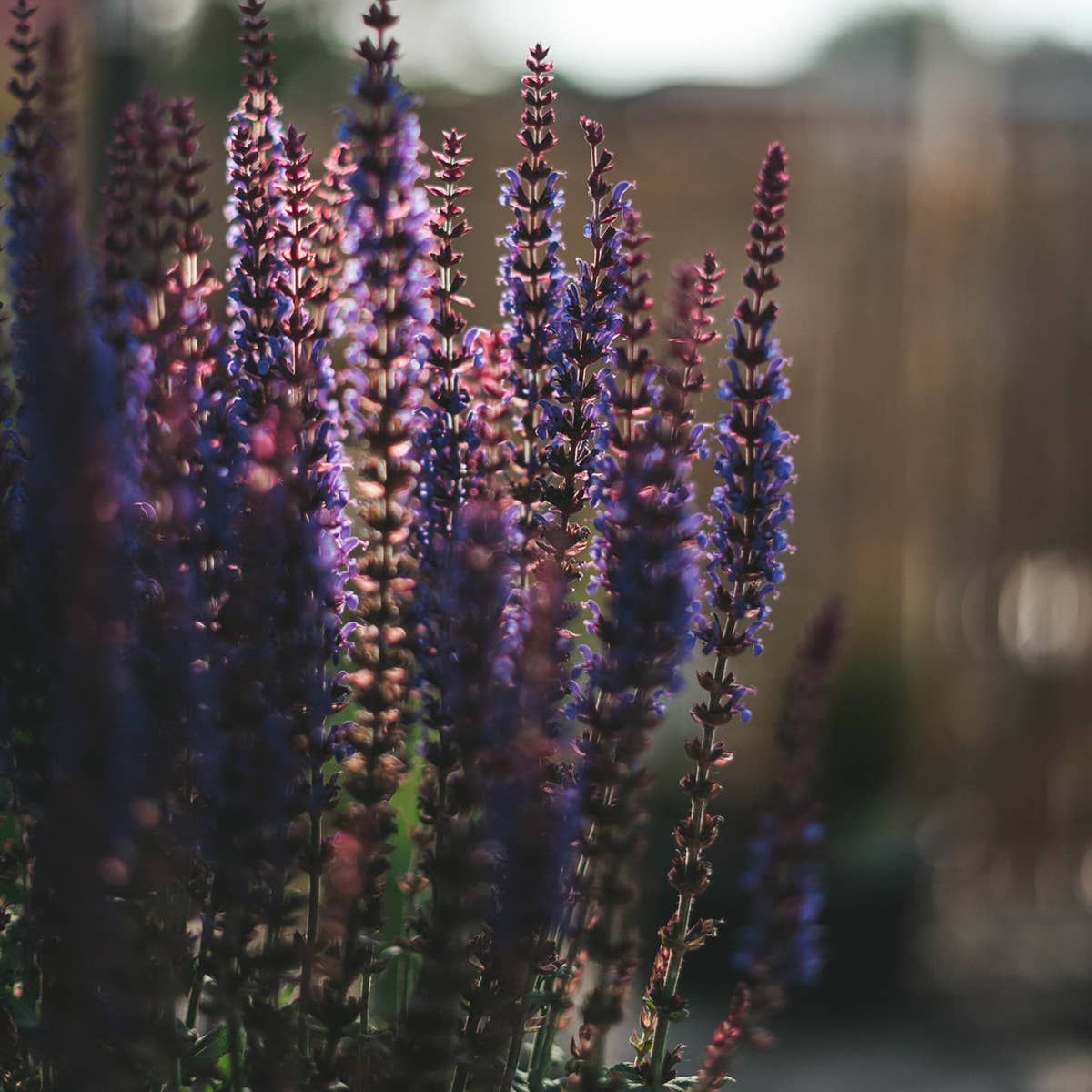WOODLAND SAGE / Flower Essence for Grounded Wisdom - Image 2